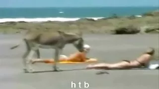 ქუინი W